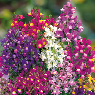 Marokkanisches Leinkraut - Farbenpracht Im Sommergarten - Linaria maroccana - Premium-Saatgut