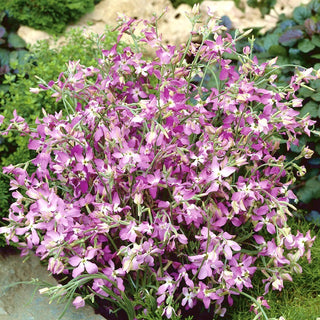 Night Scented Stock - Easy to Grow, Amazing Fragrance, Perfect for the Garden - Matthiola Bicornis - Premium Seeds