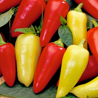 Sweet Pepper Monanta - Juicy Explosion of Colours and Flavours - Premium Seeds