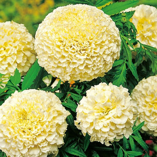 Zwerg Aufrechte Studentenblume - Eskimo - Gefüllte Blüten In Eleganter Farbe - Tagetes erecta