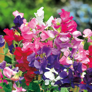 Edelwicke - Zwerg Mischung - Perfekte Mischung Für Balkonkästen - Lathyrus odoratus