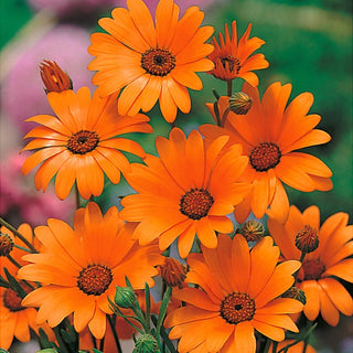 Kapringelblume - Orange - Trockenheitsresistent, Sonnentolerant - Dimorphotheca sinuata - Premium-Saatgut