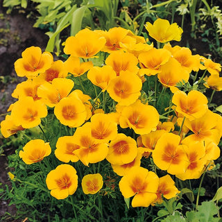 Kalifornische Mohn - Golden West - Goldgelbe, Langblühende Blüten - Eschscholzia californica