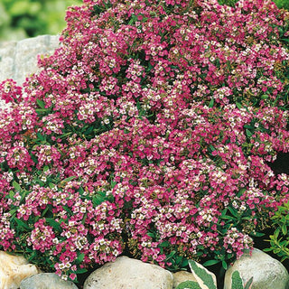 Steinkraut - Rosa - Kompakter Wuchs, Intensiver Honigduft - Lobularia maritima