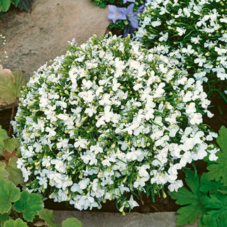 Männertreu - Weiß - Zuverlässige Balkonverschönerung - Lobelia erinus