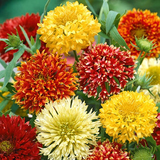 Kurzlebige Kokardenblume - Gefüllte Mischung - Gefüllte, Kräftig Gefärbte Blüten - Gaillardia pulchella - Premium-Saatgut