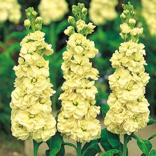 Levkoje - Excelsior Yellow Wonder - Strahlendes Gelb Im Garten - Matthiola incana
