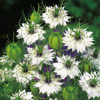 Jungfer im Grünen - Weiß - Zarte Weiße Blüten Für Beete Und Sträuße - Nigella damascena - Premium-Saatgut