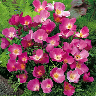 Kalifornische Mohn - Purple Gleam - Auffallend Schöne Blütenkelche - Eschscholzia californica