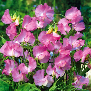 Edelwicke - Gwendoline - Große, Gewellte Blütenblätter - Lathyrus odoratus