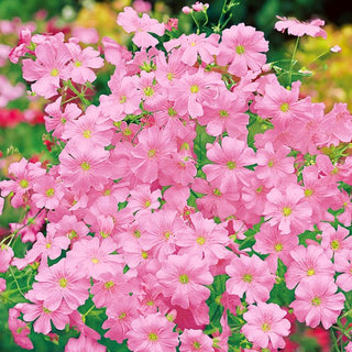 Schleierkraut - Rosa - Romantische Note Für Blumensträuße - Gypsophila elegans