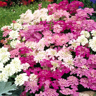 Doldige Schleifenblume - Mischung - Einjährig, Kompakt, Pflegeleicht - Iberis umbellata - Premium-Saatgut