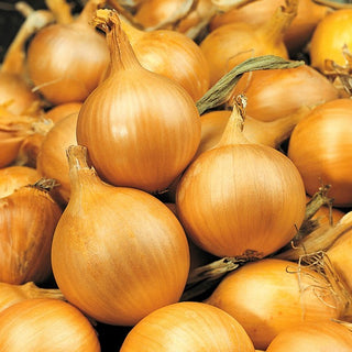Zwiebel - Sochaczewska - Zuverlässige Erträge, hervorragend zur Lagerung - Großpackung - 100 g