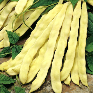 Stangenbohne Goldmarie - Riesige gelbe Schoten, fleischig und fadenlos - Mega-Packung - 500 g