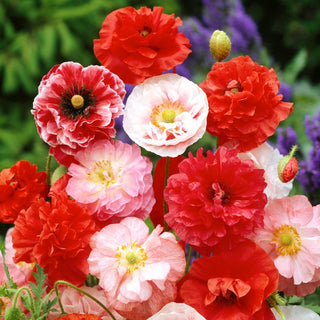 Klatschmohn - Mischung - Leichter, Luftiger, Romantischer Blütenzauber - Papaver rhoeas