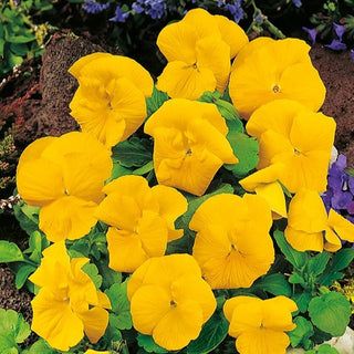 Stiefmütterchen - Coronation Gold - Goldener Glanz Für Jede Beetanlage - Viola ×wittrockiana