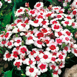 Chineser-Nelke - Merry Go-Round - Bunte Mischung Für Jede Gartenrabatte - Dianthus chinensis