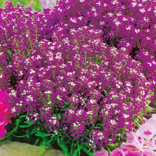 Steinkraut - Violett-blau - Niedrige Dichte Blütenteppiche - Lobularia maritima