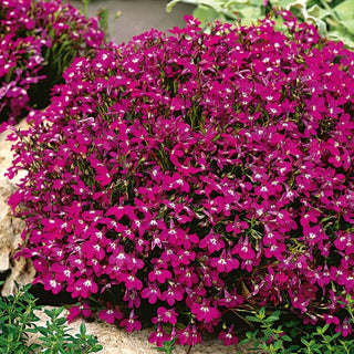 Männertreu - Karmesinrot - Kräftig Roter Blickfang Für Beete - Lobelia erinus