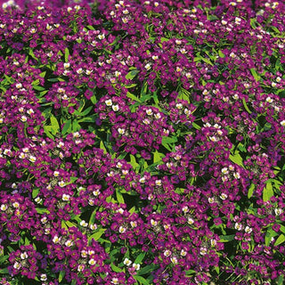 Steinkraut - Dunkelviolett - Blüht Den Ganzen Sommer - Lobularia maritima