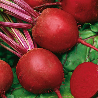 Rote Rübe Runde Dunkelrote - Ideal Für Suppen Und Eingelegtes - Großpackung - 100 g