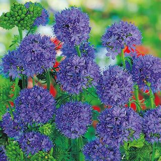 Köpfige Gilie - Perfekt Für Blumenwiesen, Beete - Gilia capitata - Premium-Saatgut
