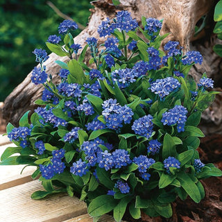 Vergissmeinnicht - Indigo - Dunkelblau - Kompakter Wuchs, Pflegeleicht, Langblühend - Myosotis alpestris
