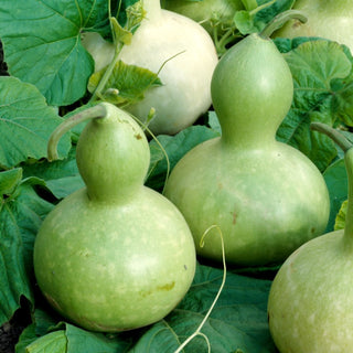 Flaschenkürbis - Giant Bottle - Große Einzigartige Flaschenförmige Früchte - Lagenaria siceraria