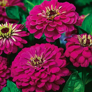 Zinnie Dahlienblütige - Violet Queen - Intensives Königsviolett - Zinnia elegans