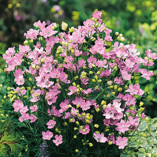Großblütiger Rittersporn Rosa - Majestätisch Hochwachsend, Perfekter Hintergrund - Delphinium grandiflorum