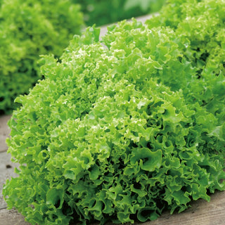 Eichblattsalat Rekord - Schnelles Wachstum, Frühe Ernte, Reich An Blättern