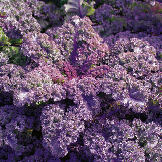 Grünkohl Scarlet - Essbare Zierde Für Den Gemüsegarten