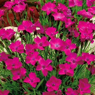 Heidenelke - Karminrot - Auffallend Rote Blüten - Dianthus deltoides