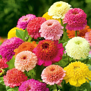 Scabiosa-Flowered Zinnia - A Selection of Varieties - Full Flowers, Decoration for Beds and Gardens - Zinnia Elegans - Premium Seeds