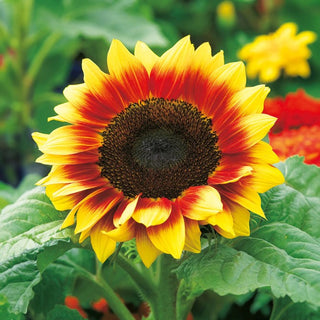 Sonnenblume - Twilight Zone - Einzigartig, Blüht Bis In Den Herbst - Helianthus annuus