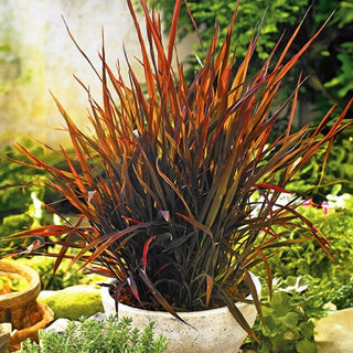 Zierreis - Black Madras - Auffällige Elegante Gartenverschönerung - Oryza sativa - Premium-Saatgut
