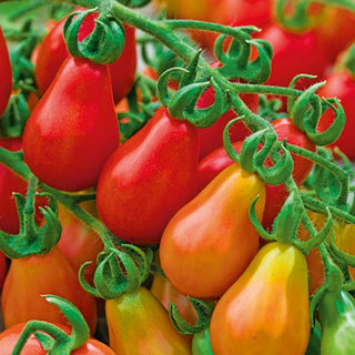 Tomate - Red Pear - Kleine Birnenförmige Früchte, Süßer Geschmack