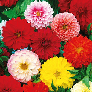 Zwerg Dahlie - Opera - Gefüllte Mischung - Perfekt Für Kübel Und Beeteinfassungen - Dahlia pinnata - Premium-Saatgut