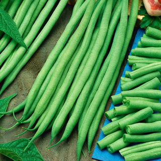 Dwarf Bean Bona - High Yield, Easy to Grow, Rich in Nutrients - Premium Seeds