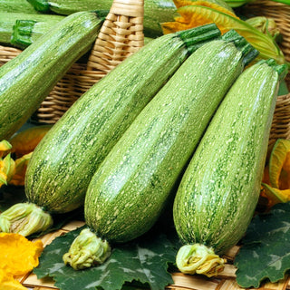 Zucchini - Nimba - Frühe Sorte Für Jeden Garten