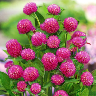 Kugelamarant - Purpur - Kugelige Purpurblüten - Gomphrena globosa