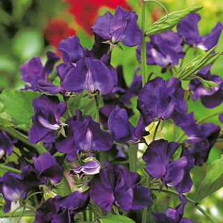 Edelwicke - Marineblau - Wunderschöne Blüten, Schmetterlingsmagnet - Lathyrus odoratus
