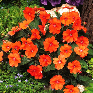 Fleißiges Lieschen - Orange - Attraktiver Farbkontrast - Impatiens walleriana