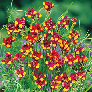 Leinkraut - Cordoba - Intensive Farben, Üppige Blüte - Linaria reticulata - Premium-Saatgut