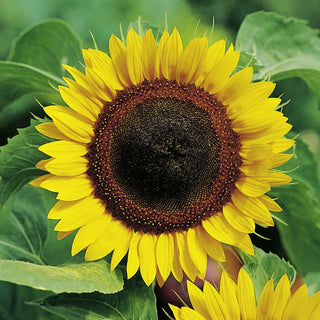Sonnenblume - Reiche Ernte Perfekt Zum Rösten - Helianthus annuus - 500 g