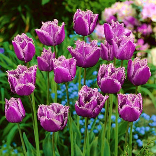 Tulpe - American Eagle - Tulipa - Dichte kompakte Horste, einfache Pflege - 5 Blumenzwiebeln