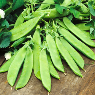 Zuckererbse Carouby - Ideal Zum Kochen Und Für Salate