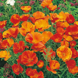 Kalifornische Mohn - Mikado - Farbenfrohe Blütenpracht - Eschscholzia californica