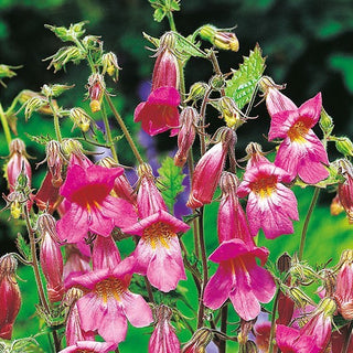 Chinesischer Fingerhut - Lange Röhrenförmige Naturhafte Blüten - Rehmannia angulata - Premium-Saatgut