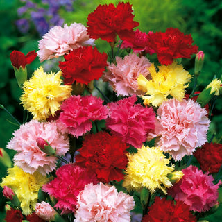 Landnelke - Wiener Mischung - Sommerfeste Mischung, Standfeste Blüten - Dianthus caryophyllus